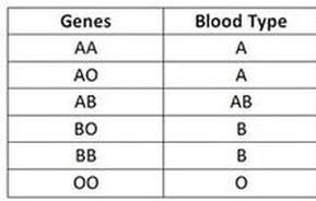 Child Blood Type Chart